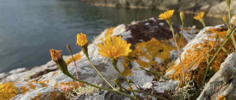 Gelbe Blumen auf Steinen mit gelben flechten, eine Makro-aufnahme