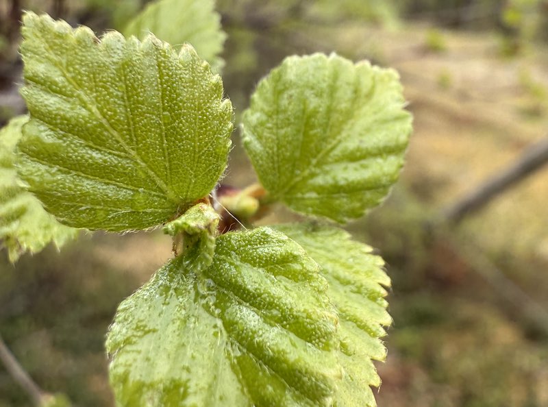 Eine Makrofotografie mit grünen, frischen Buchenblätter und Knospen in der Mitte.
